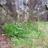 Montbretia